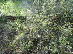Sageretia wrightii