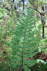 Phlebodium pseudoaureum