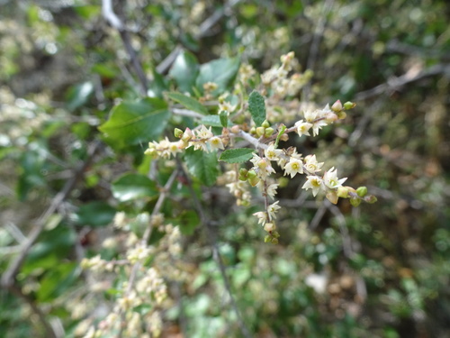 Wright's mock buckthorn (Sageretia wrightii)