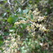 Wright's Mock Buckthorn - Photo (c) Ethan, some rights reserved (CC BY-NC), uploaded by Ethan