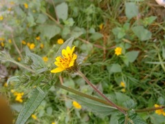 Asteraceae