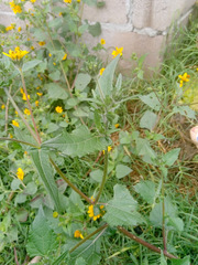 Asteraceae