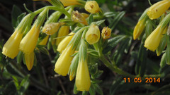 Onosma pseudoarenaria