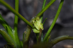 Triglochin scilloides