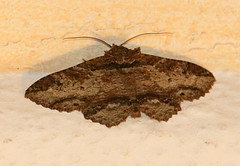 Zale strigimacula