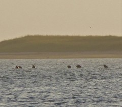 Phoca vitulina
