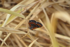 Lemonias stalachtioides
