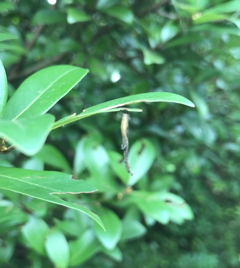 Miagrammopes oblongus (Hong Kong Spiders) · iNaturalist