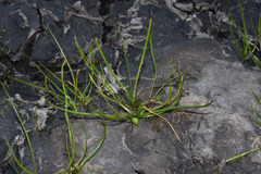 Triglochin scilloides