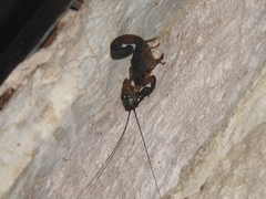 Centruroides gracilis