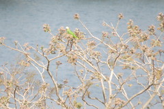 Alipiopsitta xanthops