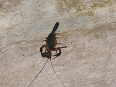 Centruroides gracilis