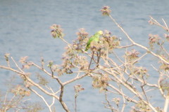 Alipiopsitta xanthops