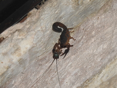 Centruroides gracilis