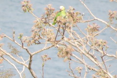 Alipiopsitta xanthops