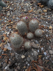 Mammillaria bombycina