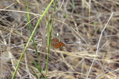Aricoris middletoni