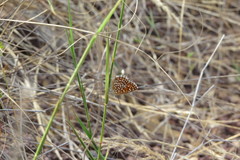Aricoris middletoni