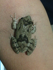 Scinax acuminatus