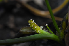 Triglochin scilloides