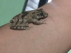 Scinax acuminatus