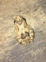 Scinax acuminatus