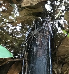 Dolomedes mizhoanus
