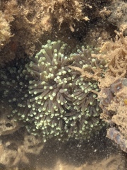 Euphyllia glabrescens
