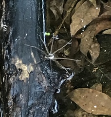 Dolomedes mizhoanus