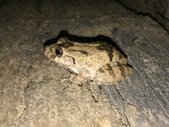 Scinax acuminatus