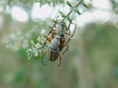 Macrodactylus mexicanus