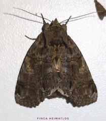 Disphragis discrepans