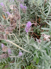 Lavandula