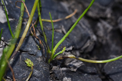 Triglochin scilloides