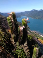 Coleocephalocereus fluminensis