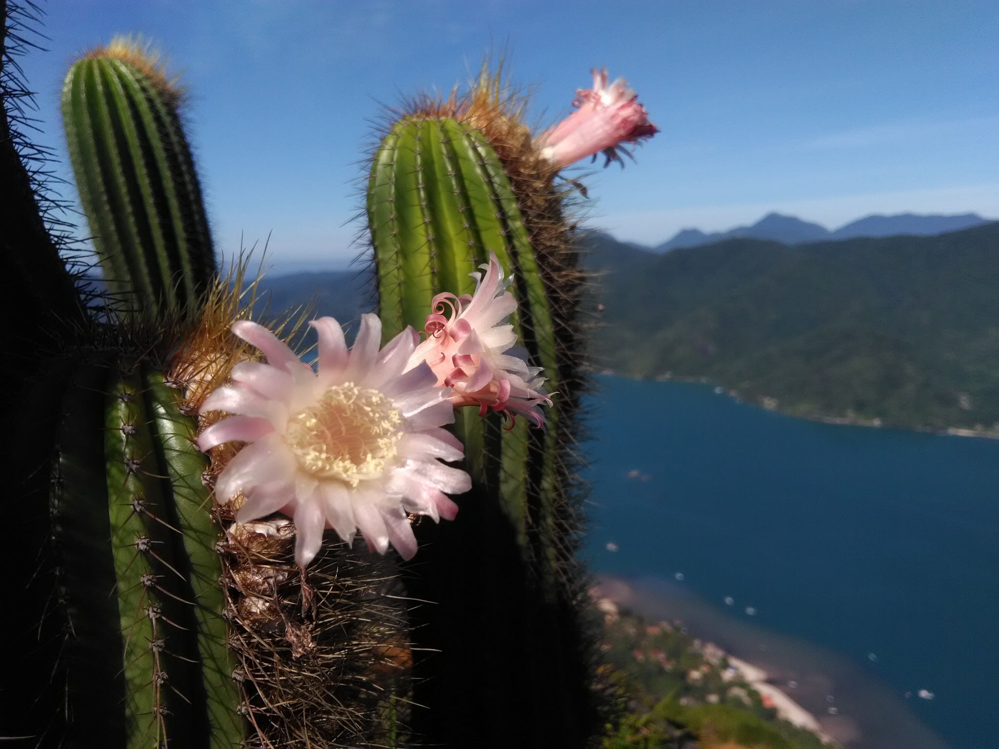 Coleocephalocereus fluminensis