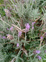 Lavandula