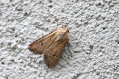 Euxoa ochrogaster