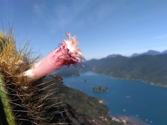 Coleocephalocereus fluminensis
