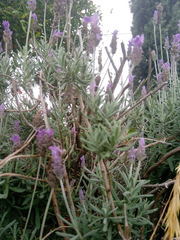 Lavandula