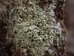 Lecanora pulverulenta