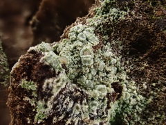Lecanora pulverulenta