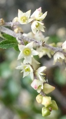 Sageretia wrightii