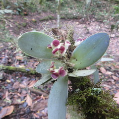 Stelis gemma