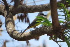 Tyrannus albogularis