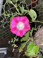 Ipomoea purpurea