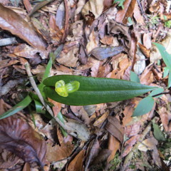 Pleurothallis octavioi