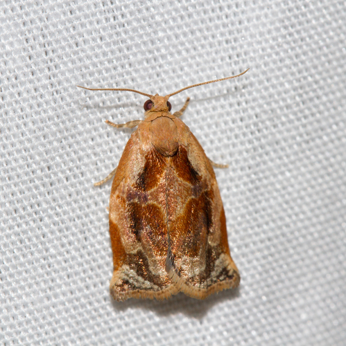 Archips magnoliana