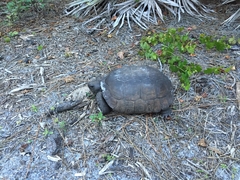 Gopherus polyphemus