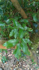 Quercus stenophylloides